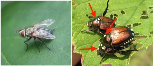 Japanese Beetle