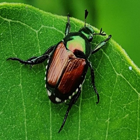 Picture of a Japanese Beetle