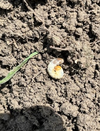 Picture of Japanese beetle larva