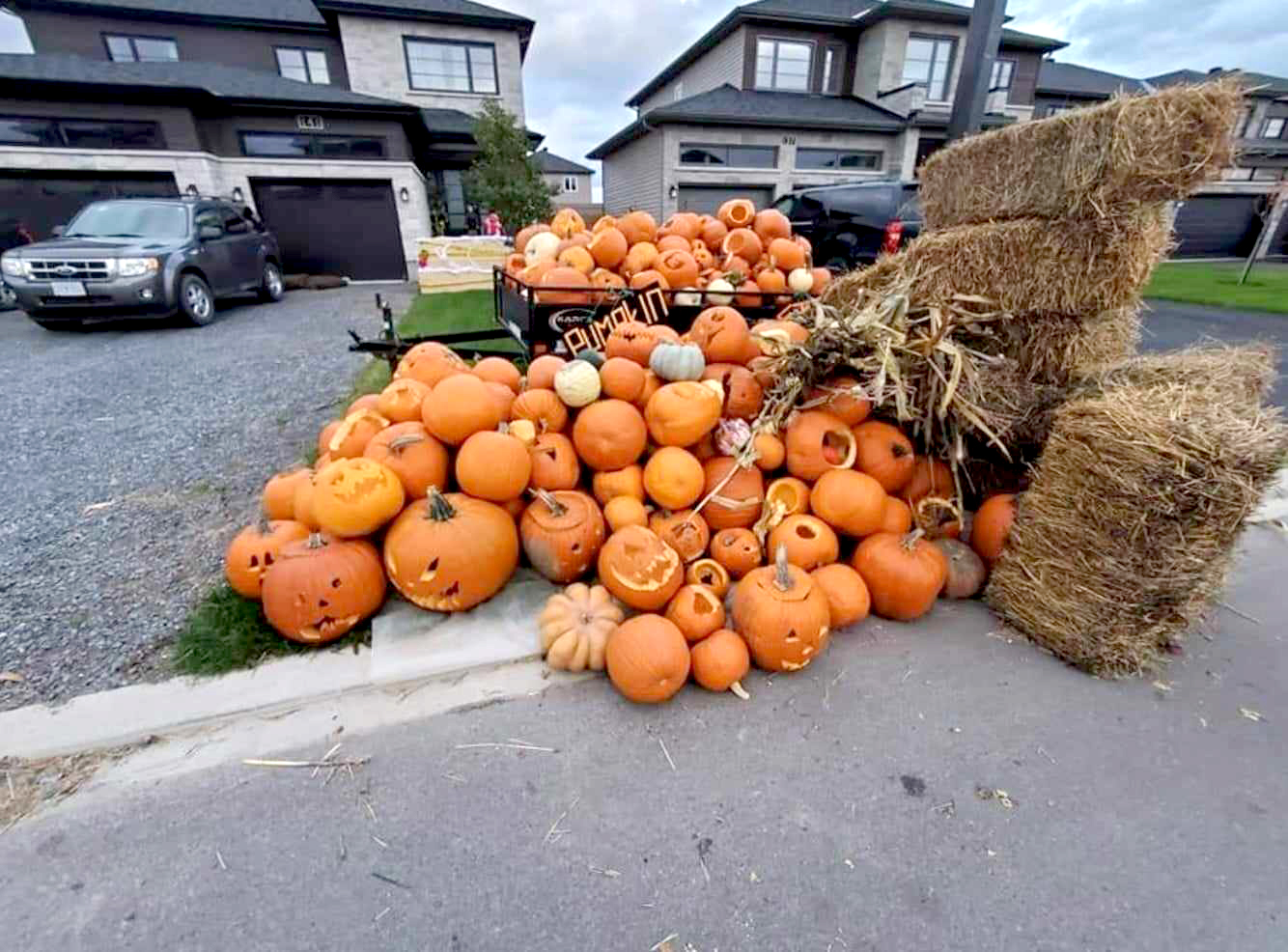 Collecte de citrouilles