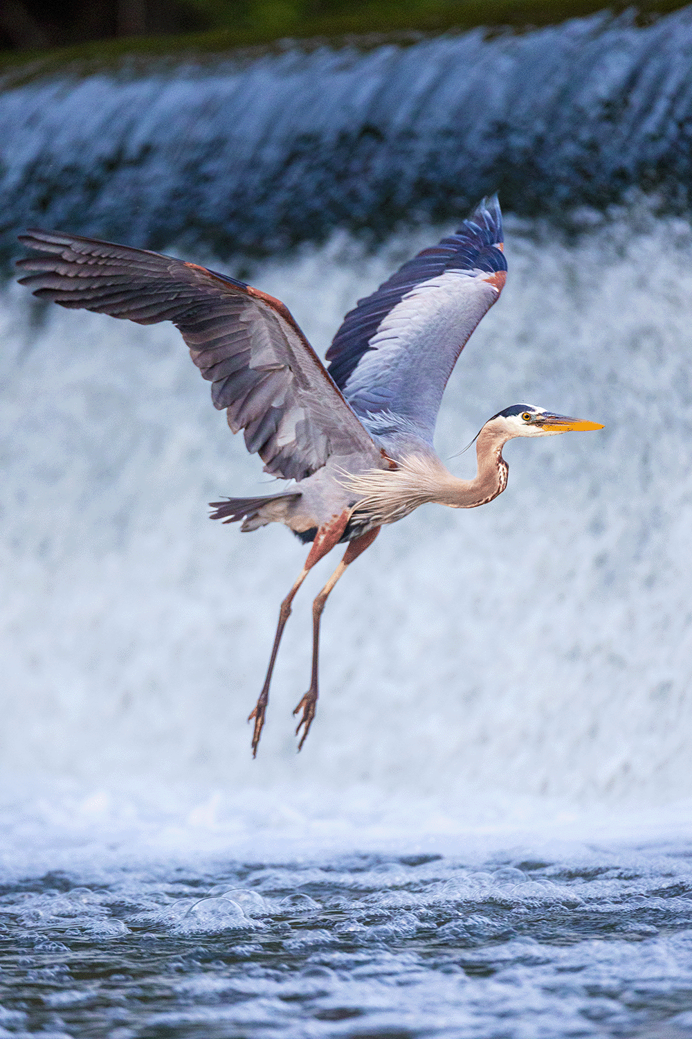 Hunting at the Weir