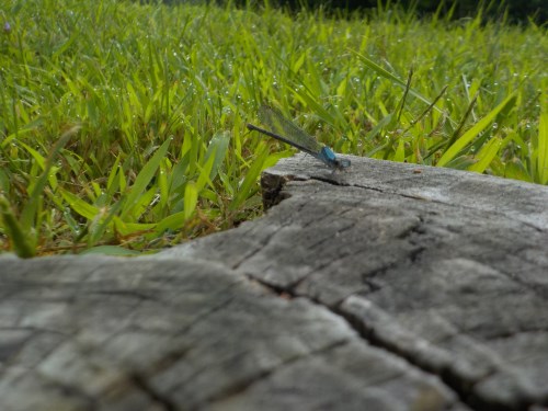 Dragonfly on a stump