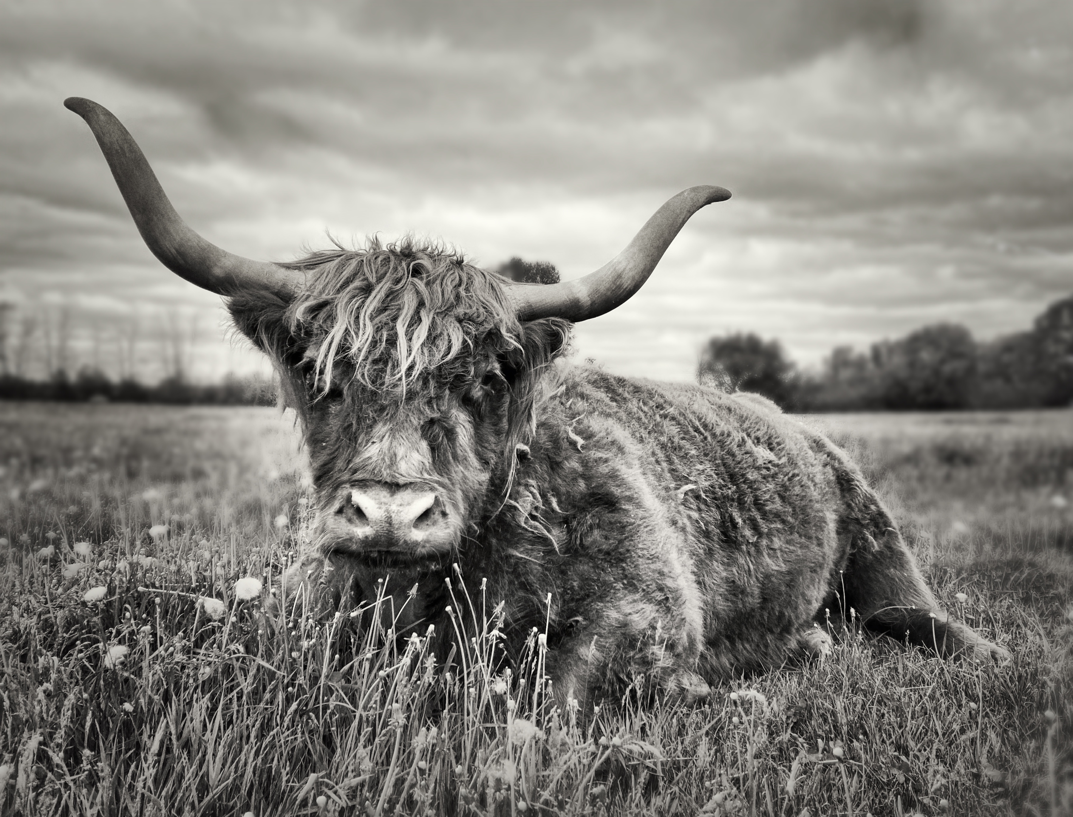 Vache Highland