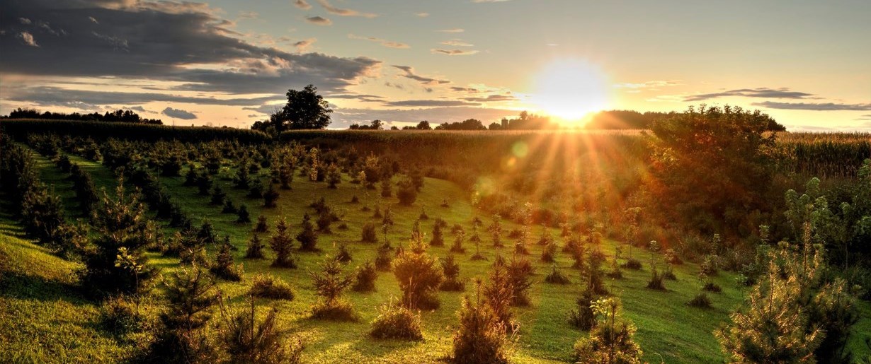 Sapling trees in a field with the sun setting in the distance- Photo by JP Deveau