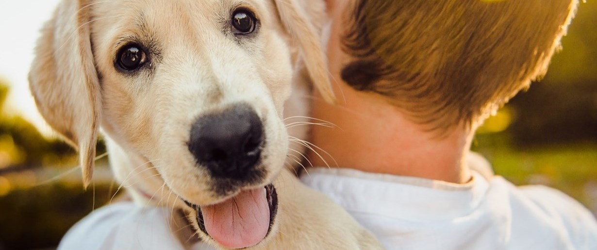 Chien dans les bras d'un garçon