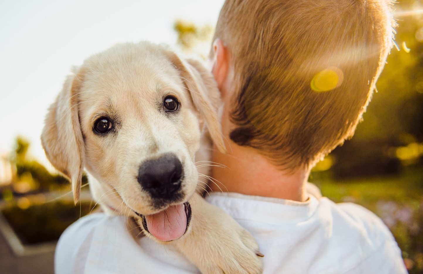 Dog in the Arms of a Boy