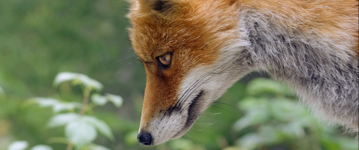 Renard