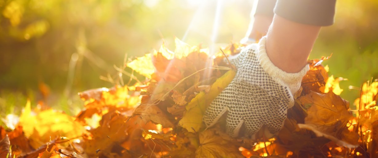 hands picking up fall leaves