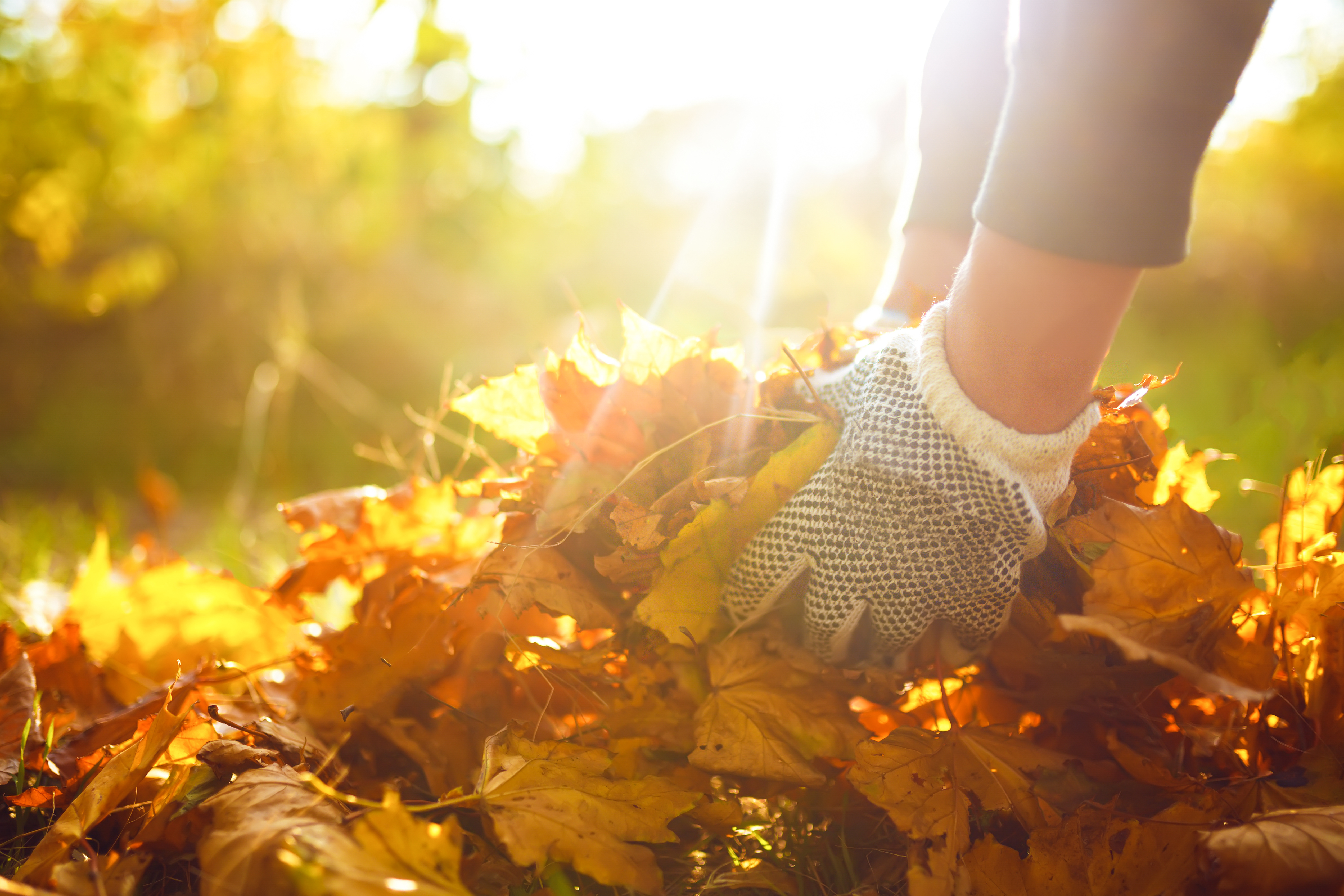 Picking up fall leaves with gardening gloves