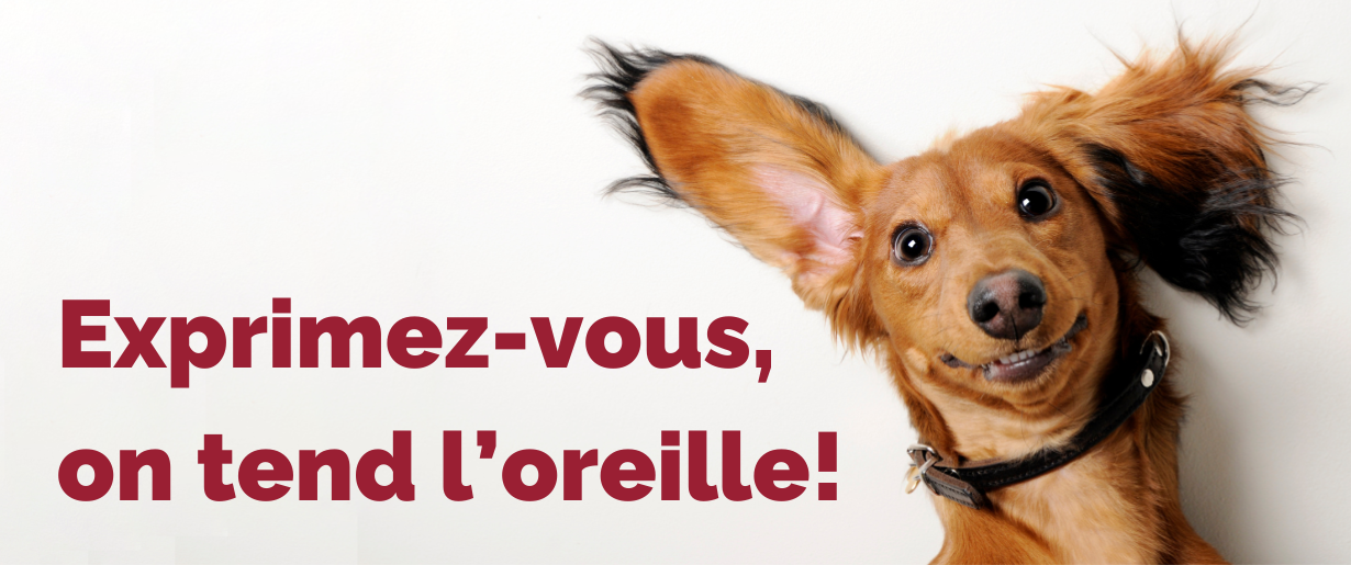 Chien qui tend l'oreille