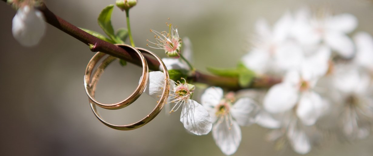 anneaux de mariage sur une branche